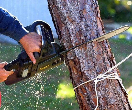 Спил деревьев в Братске и  Иркутской области